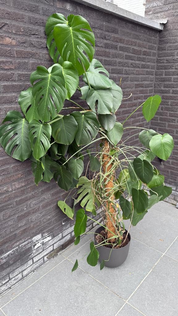 Monstera deliciosa, Huis en Inrichting, Kamerplanten, Ophalen, Overige soorten, Halfschaduw, In pot