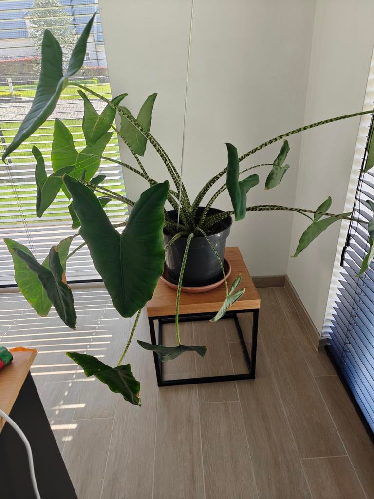 Alocasia Zebrina, Ophalen