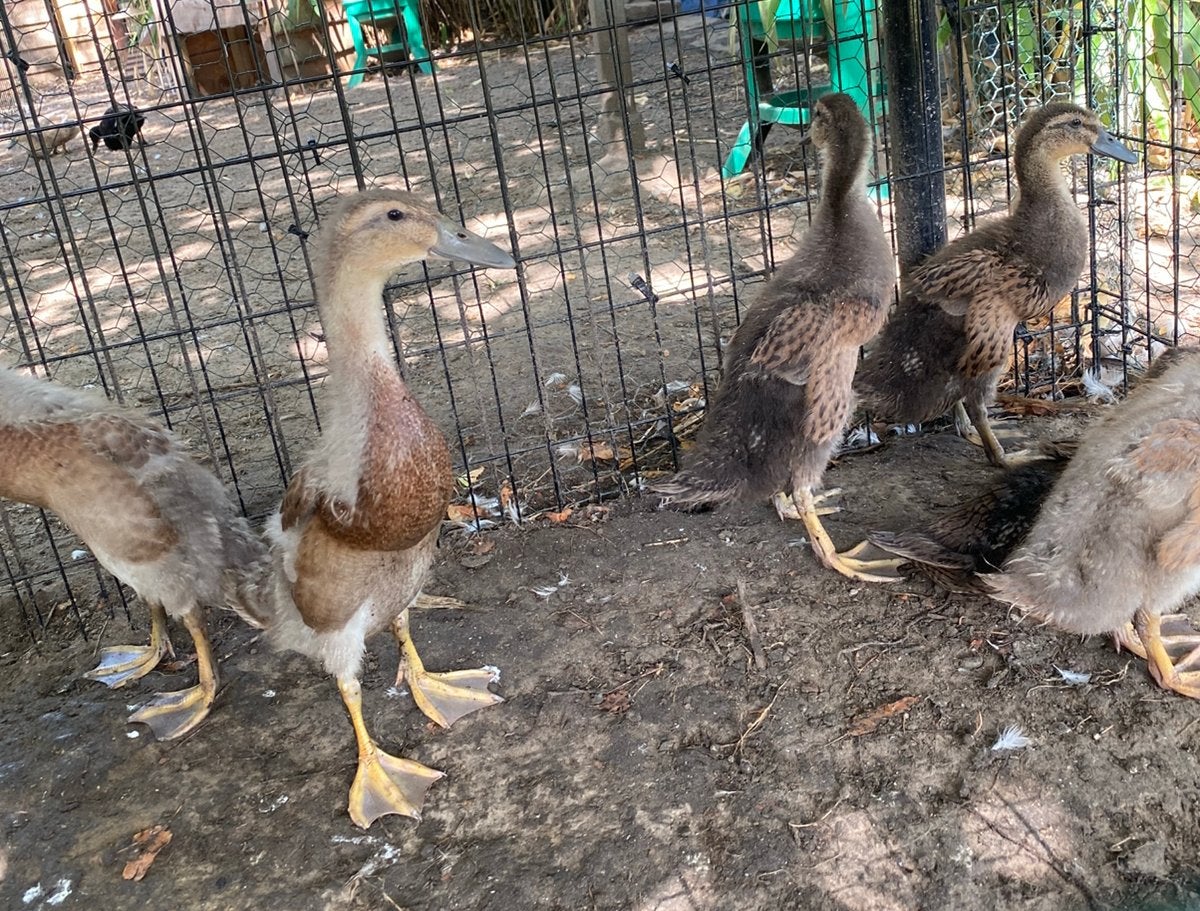 Kuikens indische loopeend, Dieren en Toebehoren, Pluimvee