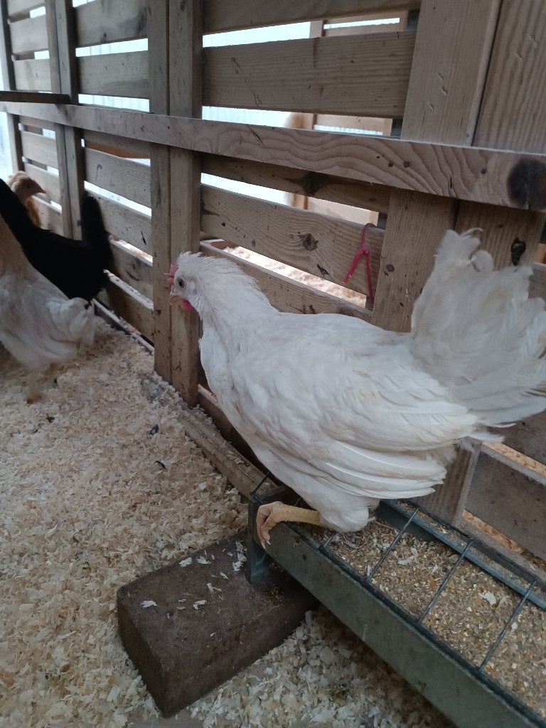 blauw / groen legger cream legbar legt 320 eitjes per jaar, Dieren en Toebehoren, Pluimvee, Vrouwelijk, Kip