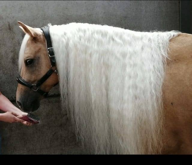 Quarter horse etalon, Minder dan 160 cm, Hengst, 3 tot 6 jaar, Westernpaard