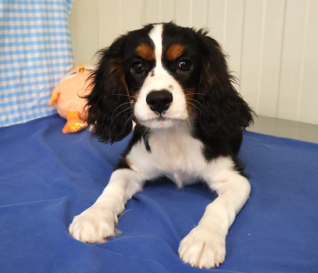 Super leuke Cavalier King Charles pups!, Dieren en Toebehoren, 15 weken tot 1 jaar, Reu, Buitenland, CDV (hondenziekte)