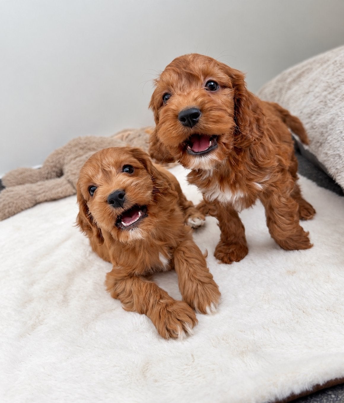 Beaux chiots cockapoo (cocker américain x caniche nain), Chien (mâle), Caniche, Maladie de Carré (chiens), Belgique