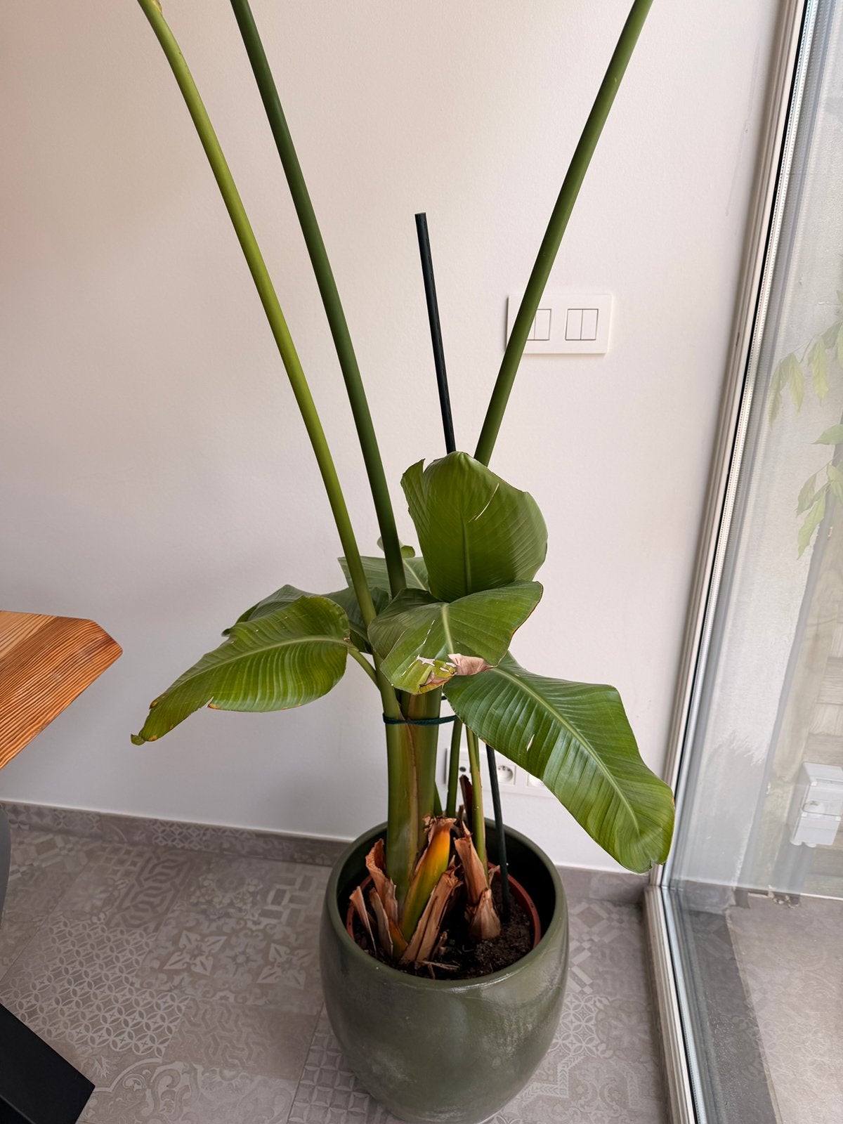 Plant zonder pot, Ophalen