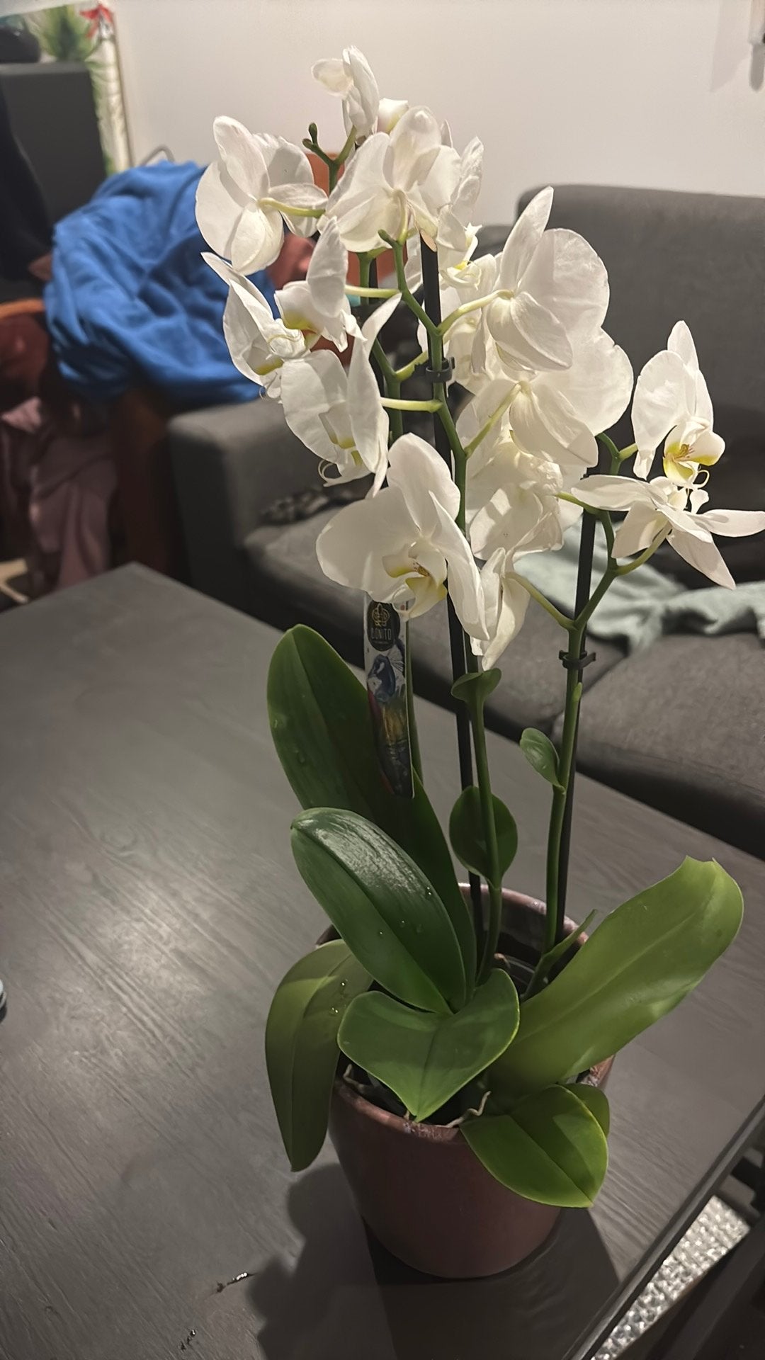 Large white orchidee with ceramic pot orchids, Ophalen, Zo goed als nieuw