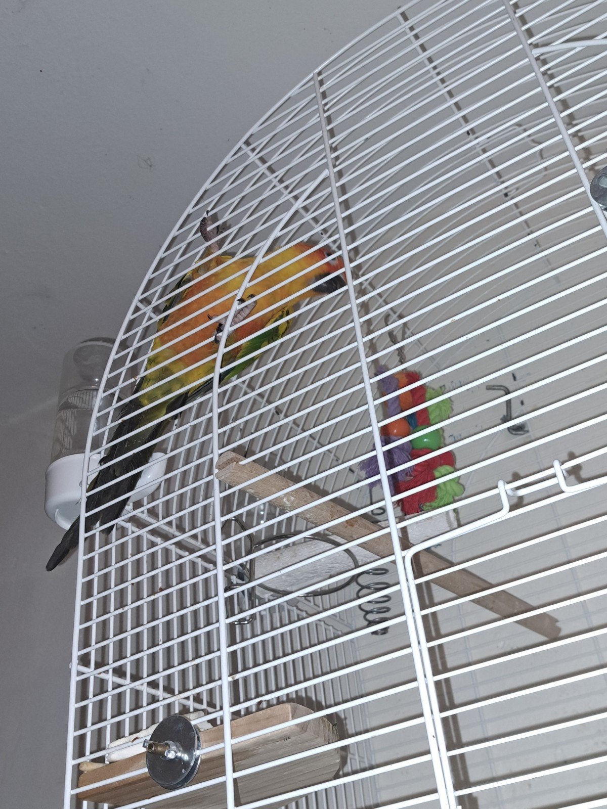 Conure du soleil femelle, Animaux & Accessoires, Oiseaux | Accessoires, Enlèvement