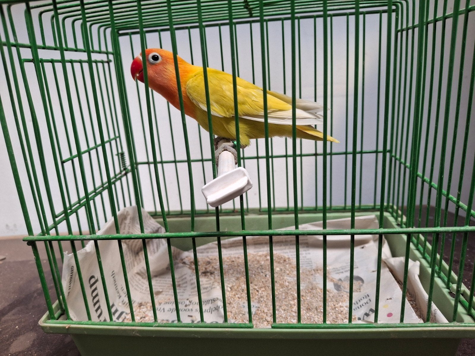 agapornis fischeri, Dieren en Toebehoren, Geslacht onbekend, Dwergpapegaai of Agapornis, Geringd