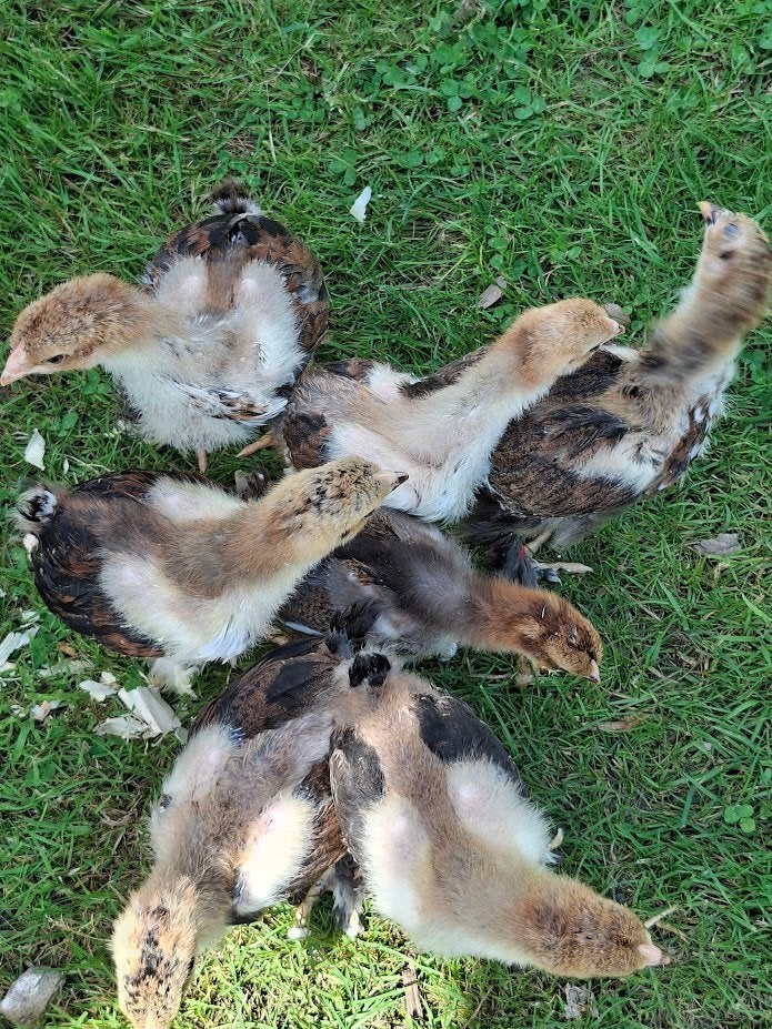 poussins en porcelaine Brahma, Sexe inconnu, Poule ou poulet