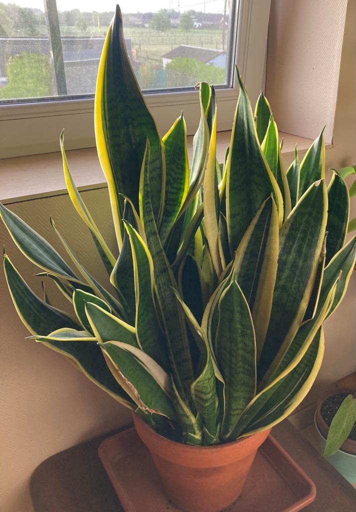 Sanseveria groot, Ophalen