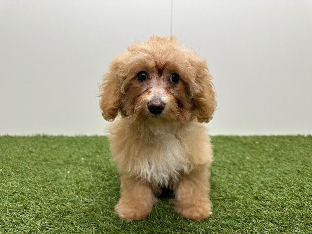 Kruising Maltipoo pups (F1)