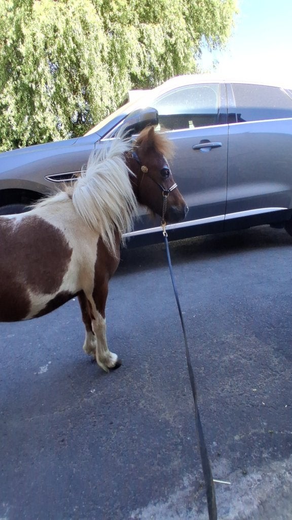 Miniatuurhengstje te koop, Avec pedigree, Poney de récréation, 0 à 2 ans, Ne s'applique pas