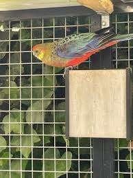Gevraagd pop stanley rosella, Vrouwelijk, Parkiet
