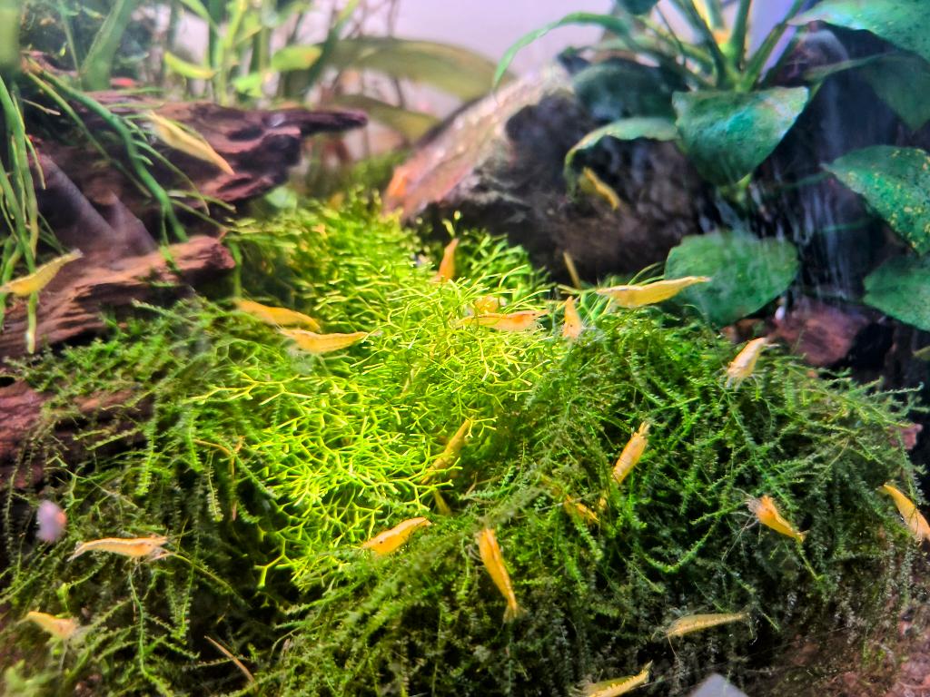 Neocaridana Yellow Fire Neon Backstripe Garnalen, Dieren en Toebehoren, Kreeft, Krab of Garnaal, Zoetwatervis, Schoolvis