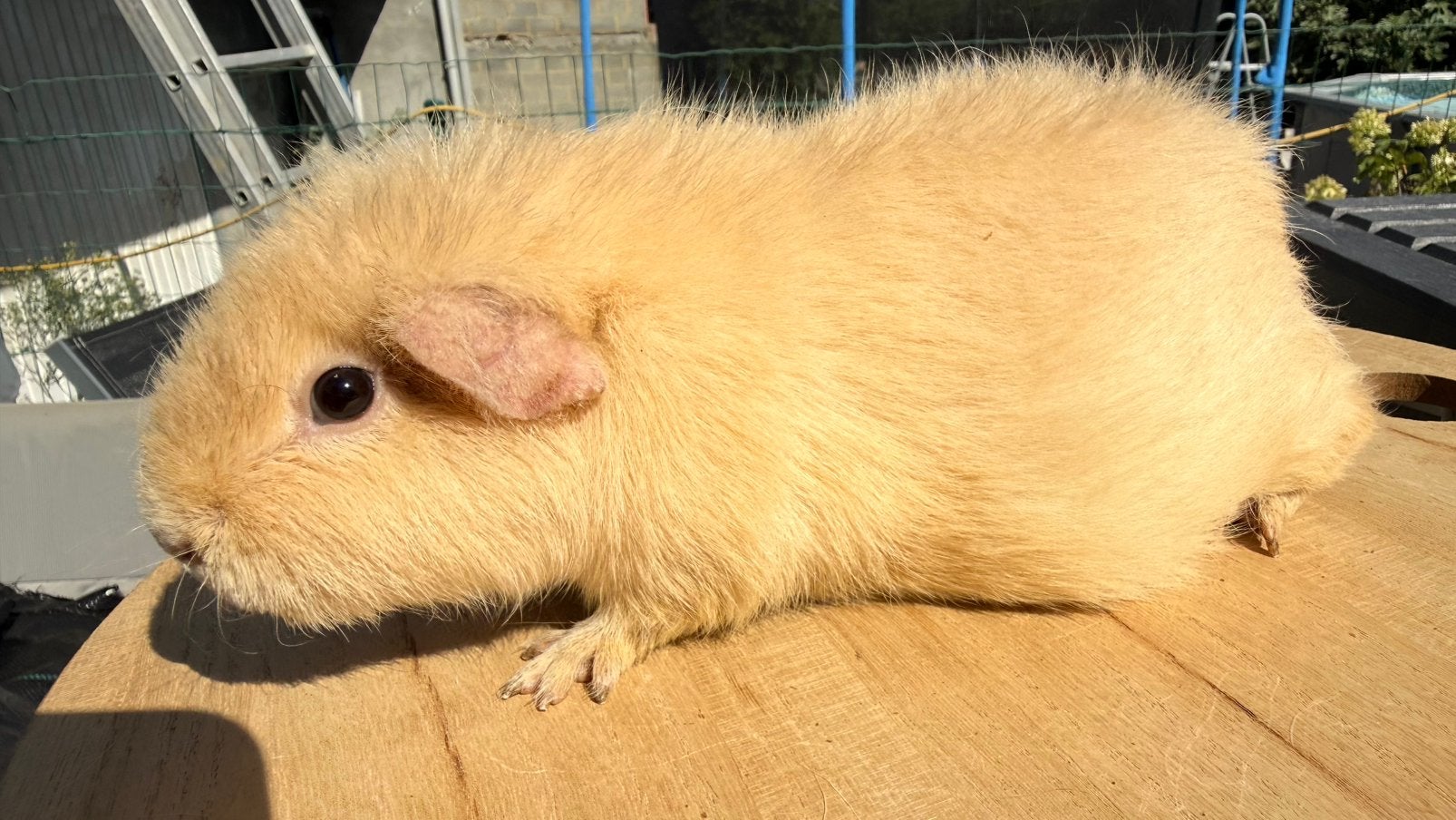 Cavia, Cobaye Femelle Us Teddy crème, Août, Domestique, Cobaye, Femelle
