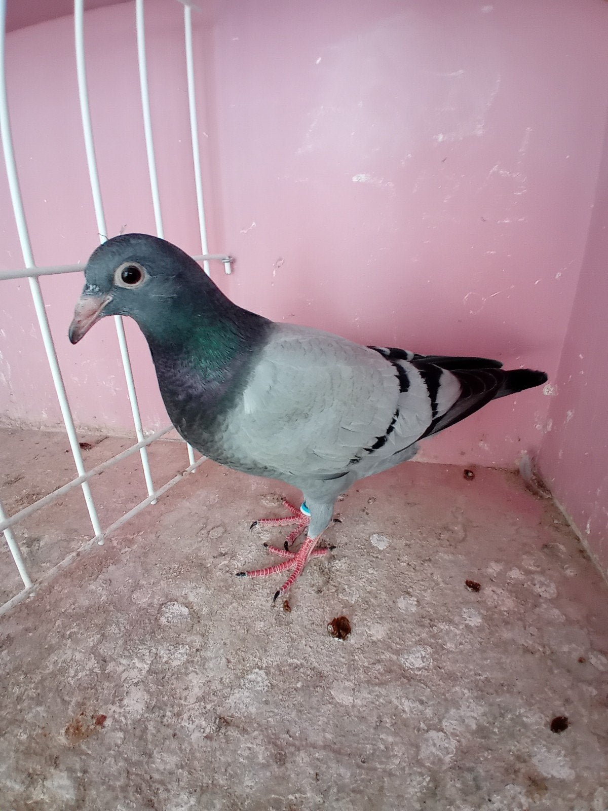 Jonge Duiver 2026, Dieren en Toebehoren, Vogels | Duiven