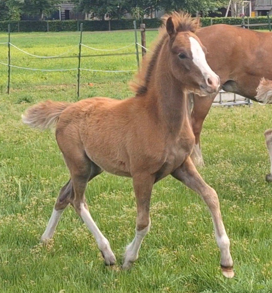 Welsh sectie B hengstveulen., Animaux & Accessoires, B, Moins de 160 cm, Avec pedigree, Étalon