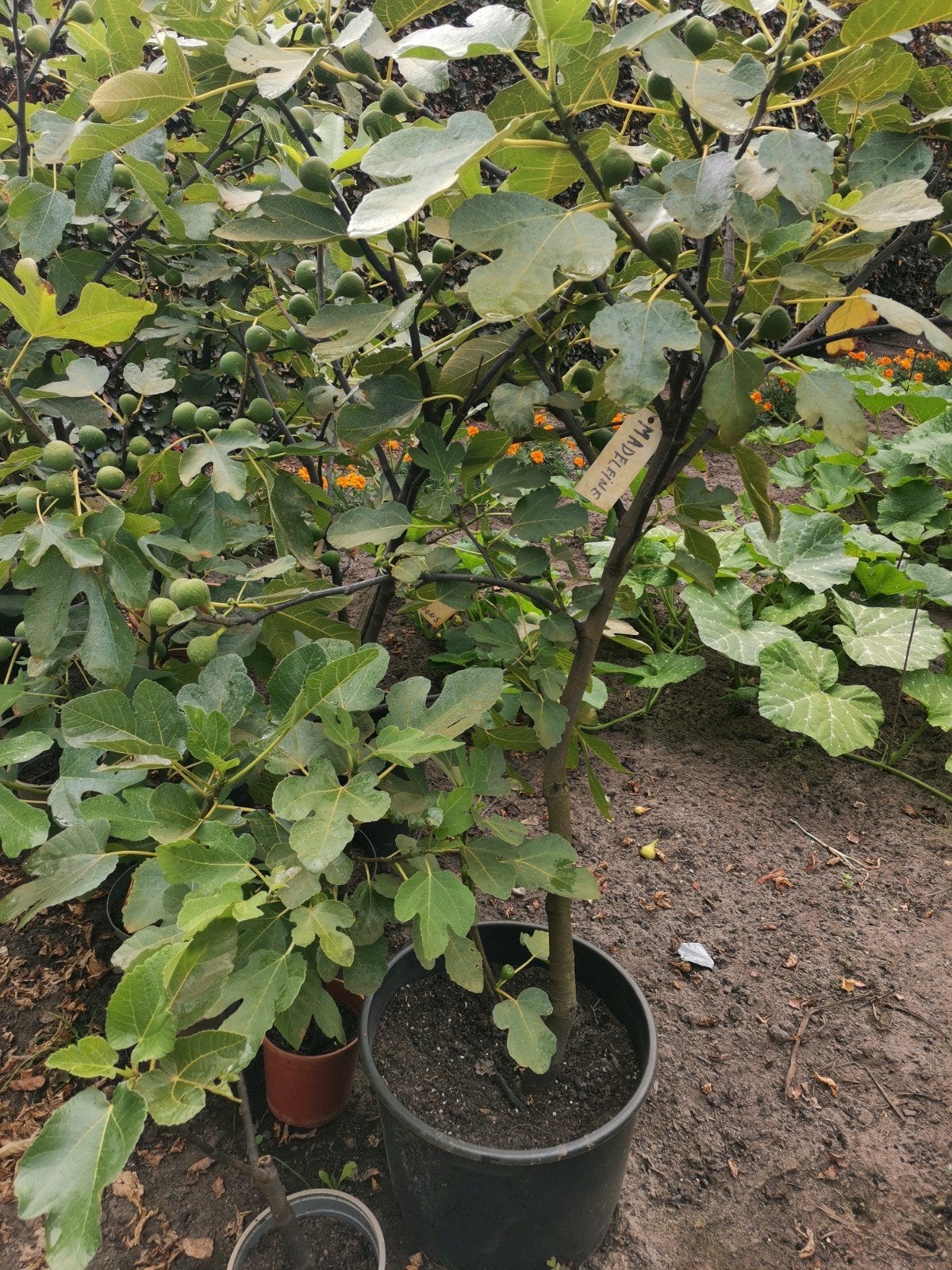Vijgenbomen in pot, Ophalen, In pot