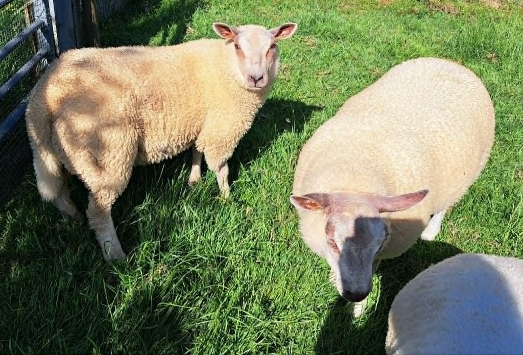 2 schapelammeren (ooien) van feb 2026, Femelle, Mouton, 0 à 2 ans