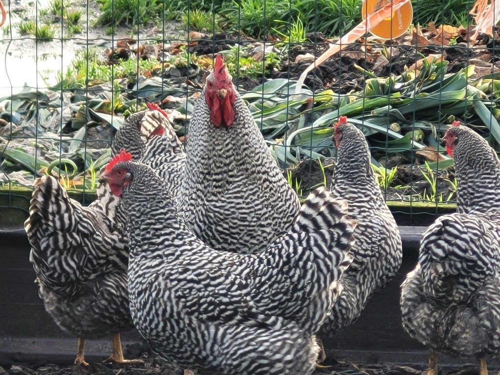 Broedeieren Amrock, Dieren en Toebehoren