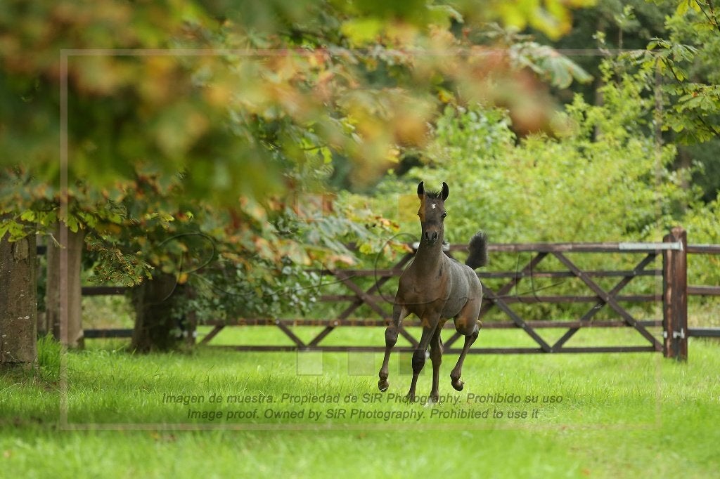 Arabisch Volbloed Hengstje, Dieren en Toebehoren, Hengst, Niet van toepassing, Met stamboom, 0 tot 2 jaar