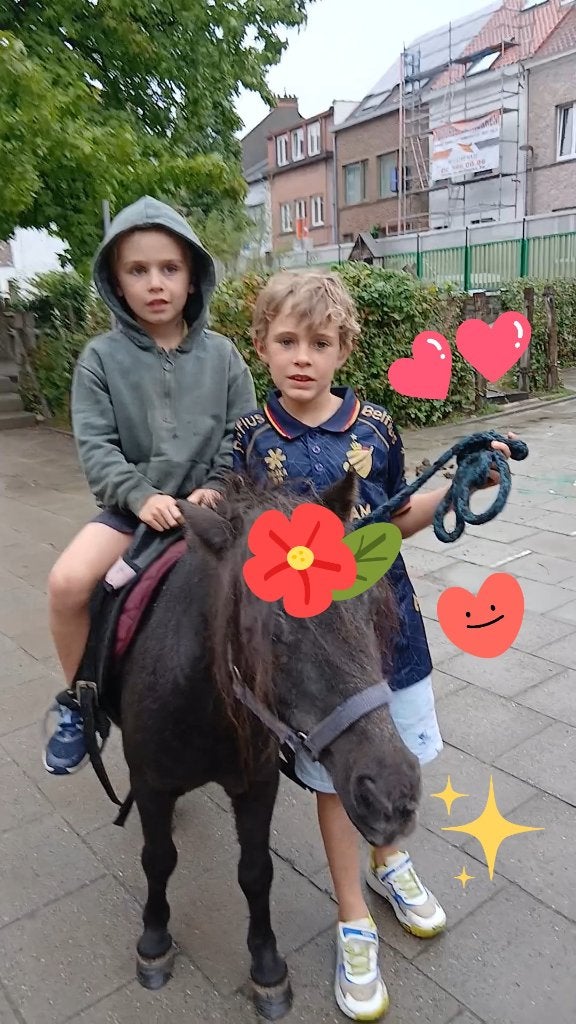 Poney en chocolat pour enfants, Animaux & Accessoires, Poneys, Avec puce électronique, 11 ans ou plus, Hongre, M