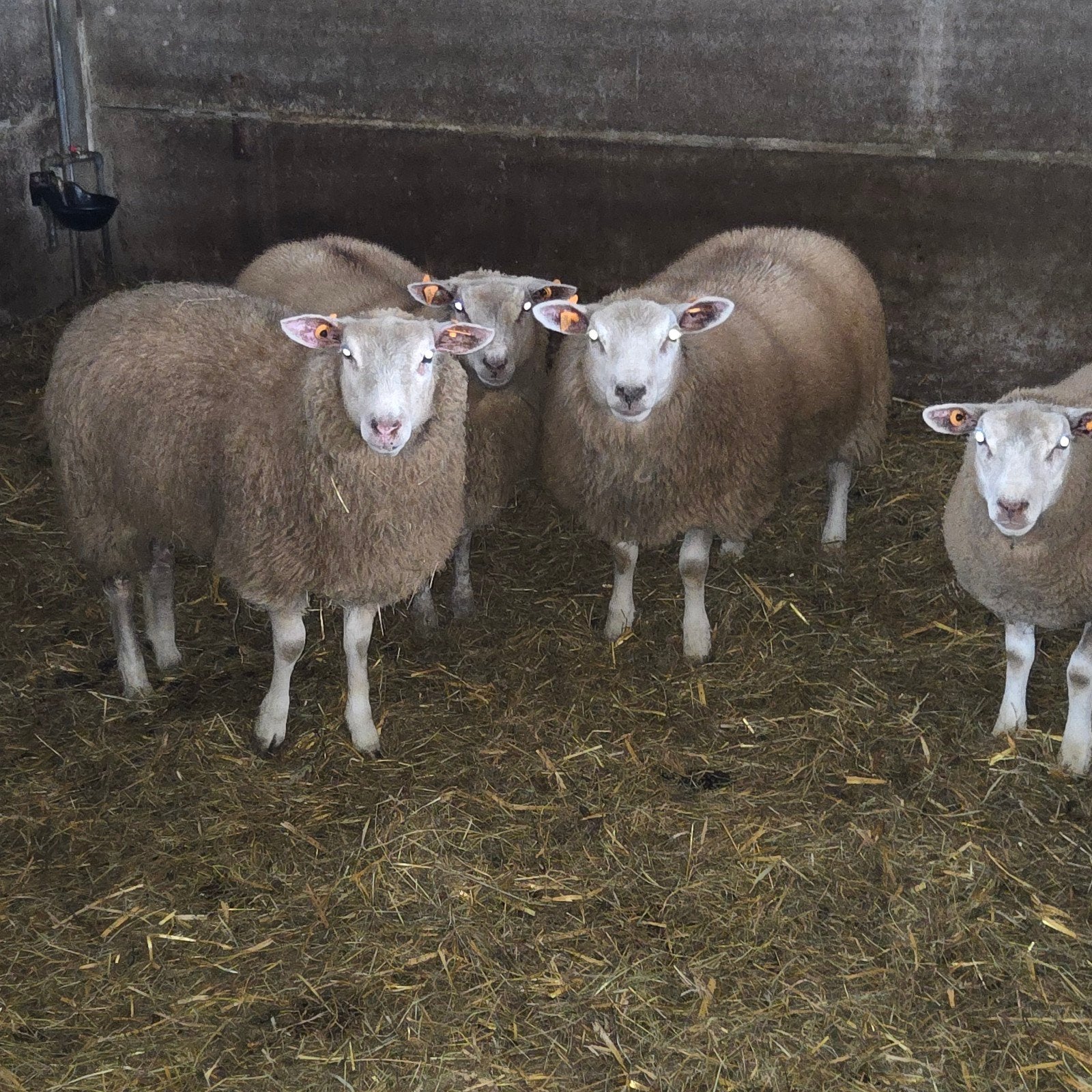 schapen, ooien, Animaux & Accessoires, Femelle