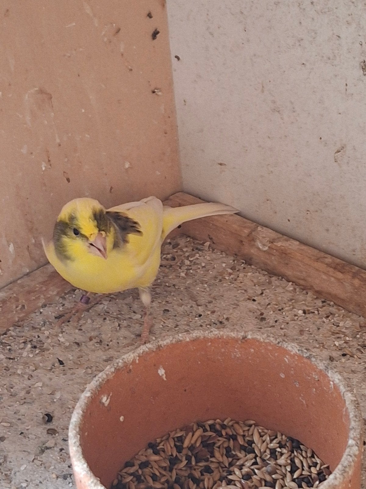 jonge kanarie man, Mâle, Canari de couleur