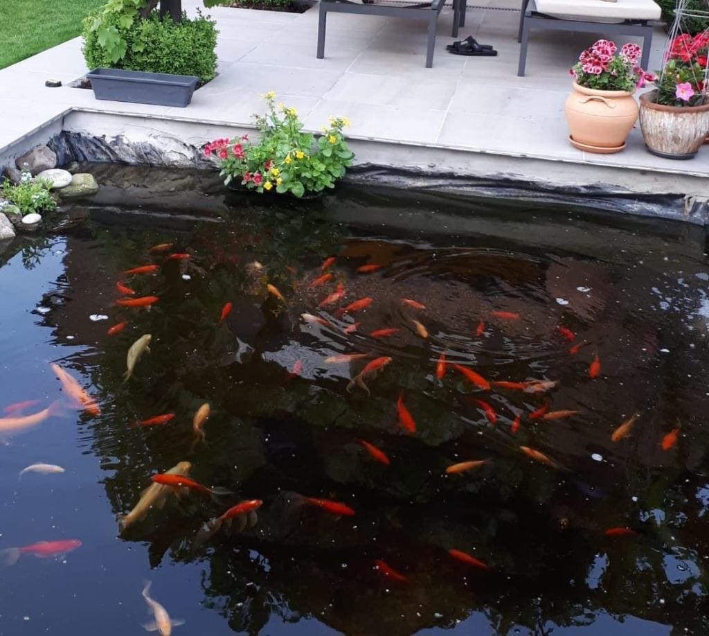 Gezonde vijvervissen te koop, Poisson(s) rouge(s)