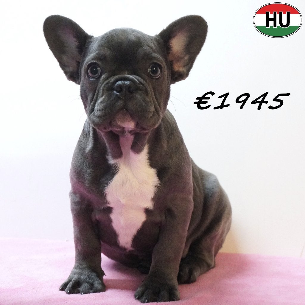 Franse Bulldog pups met charmant karakter - te koop, Dieren en Toebehoren, 15 weken tot 1 jaar, Buitenland, Parvo, Meerdere