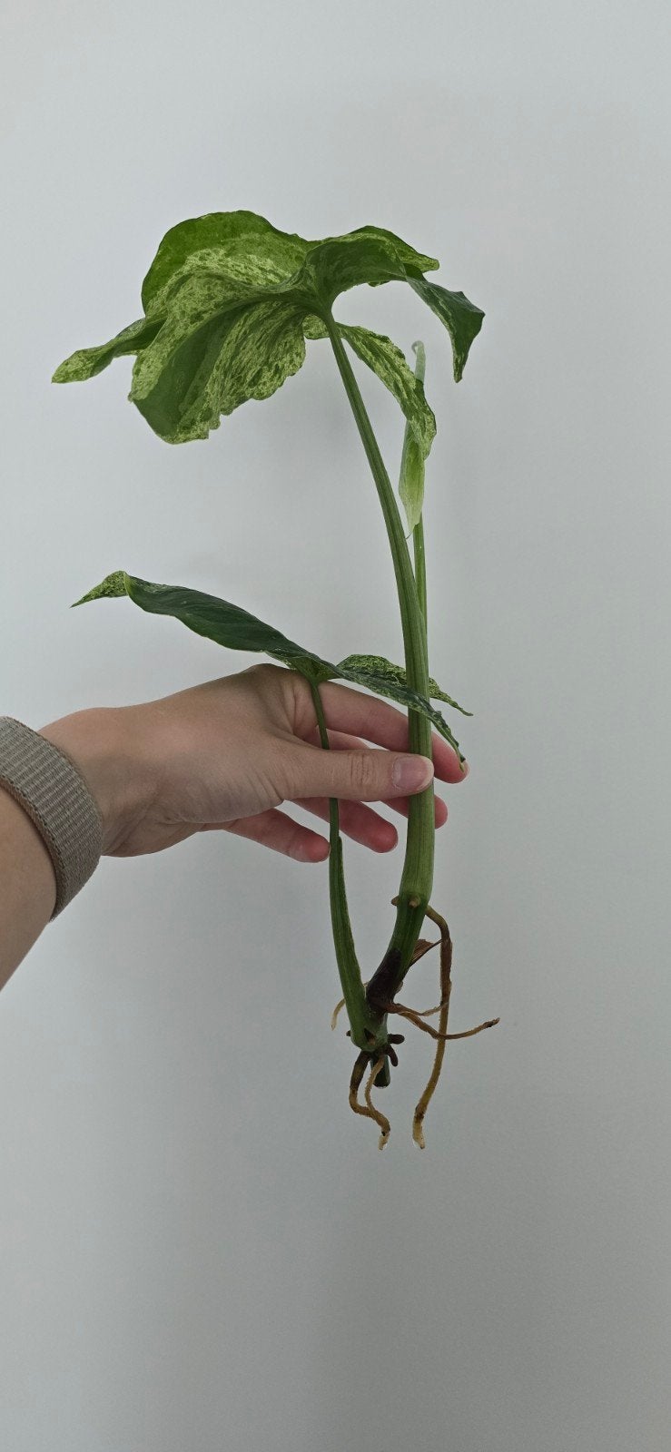Plant - Syngonium stek, Huis en Inrichting, Kamerplanten, Ophalen, Overige soorten, Halfschaduw, Minder dan 100 cm