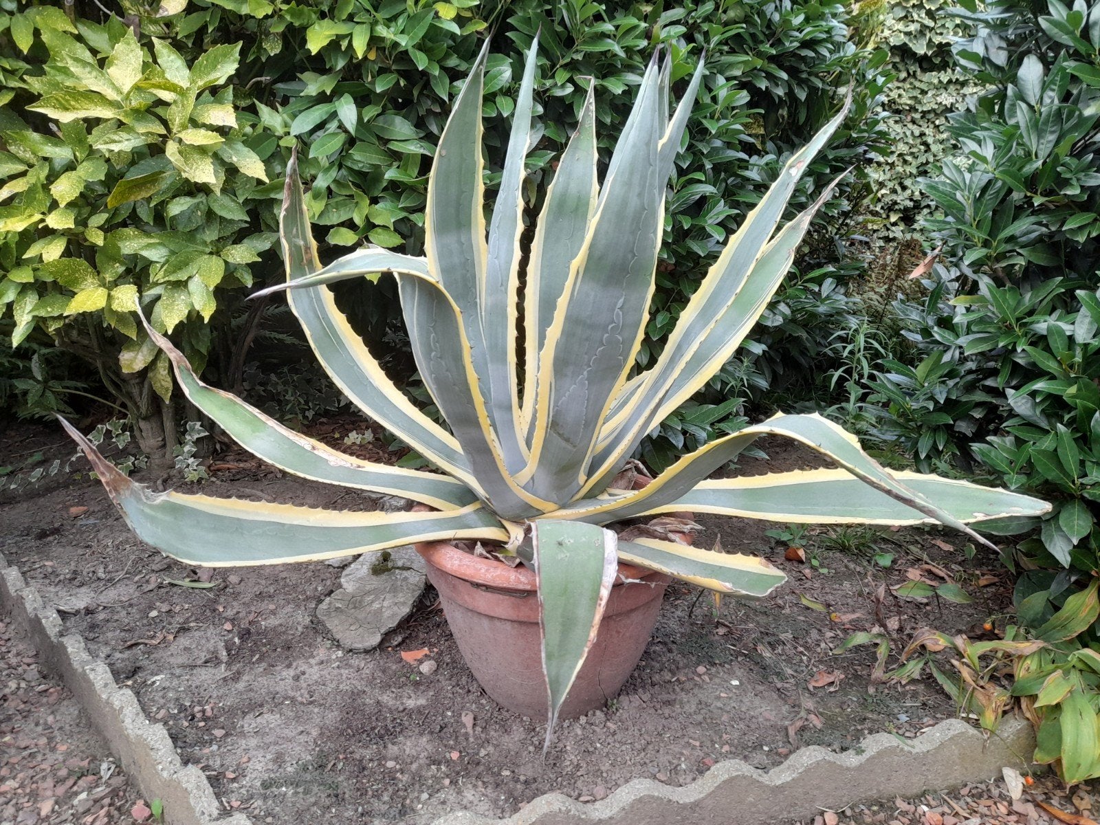 agave in pot 3 stuks, Tuin en Terras, Ophalen, Vaste plant, Volle zon