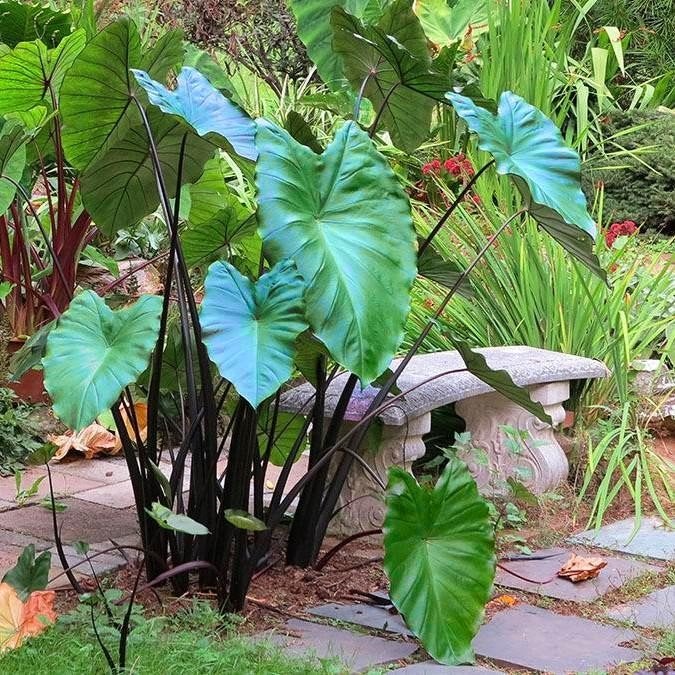 Colocasia Metallica, Tuin en Terras, Ophalen