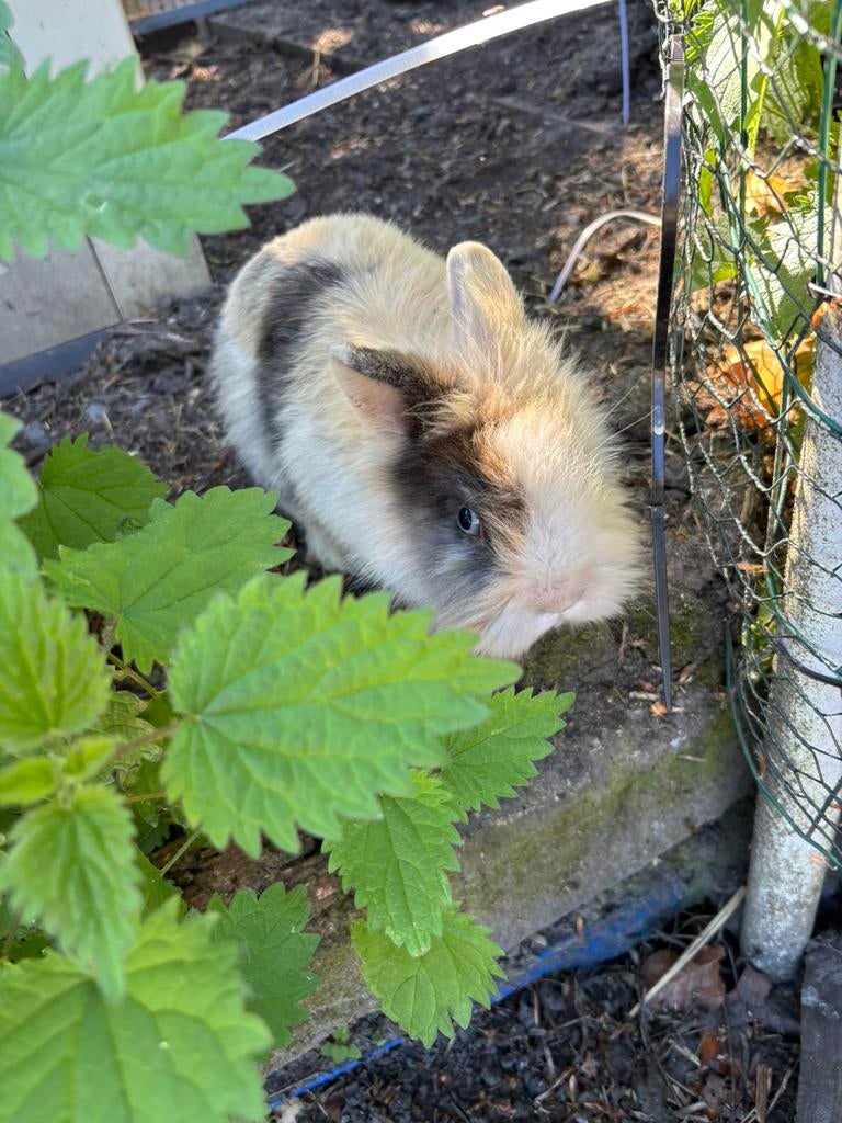 Leeuwenkopjes voedsters (drachtig ), Dieren en Toebehoren, Konijnen, Vrouwelijk, Dwerg, 0 tot 2 jaar