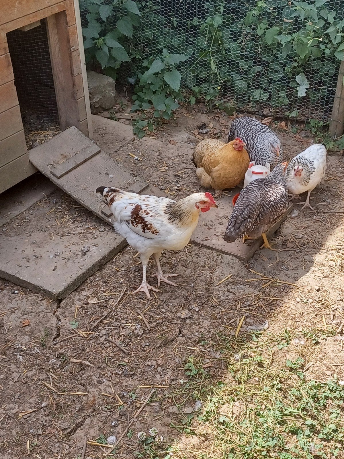 Jonge haan, Dieren en Toebehoren, Mannelijk, Kip