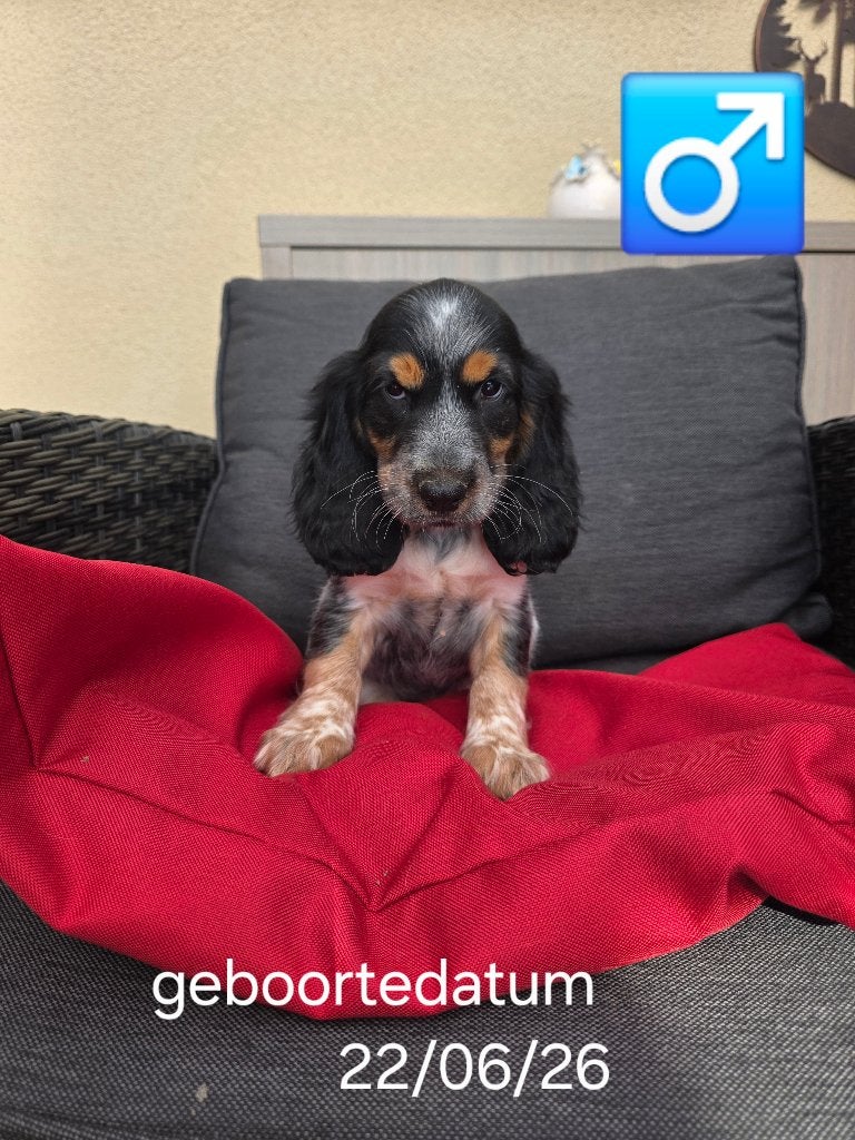 engelse cocker pups, Dieren en Toebehoren, België, CDV (hondenziekte), 8 tot 15 weken, Meerdere