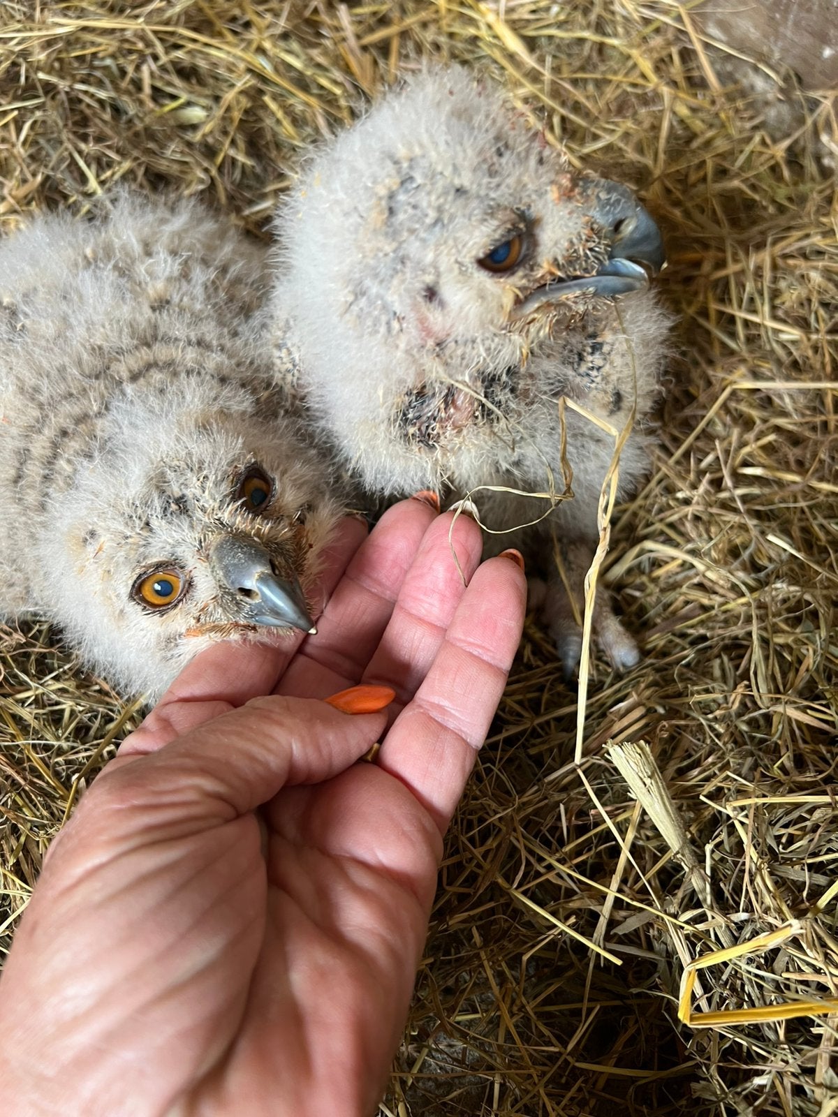 Oehoe, Dieren en Toebehoren, Vogels | Overige Vogels