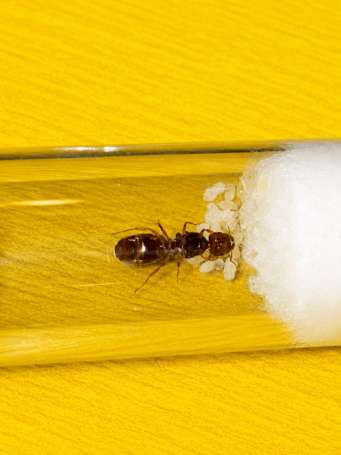 Reine Pheidole Pallidula avec couvain, Animaux & Accessoires, Insectes & Araignées, Fourmis