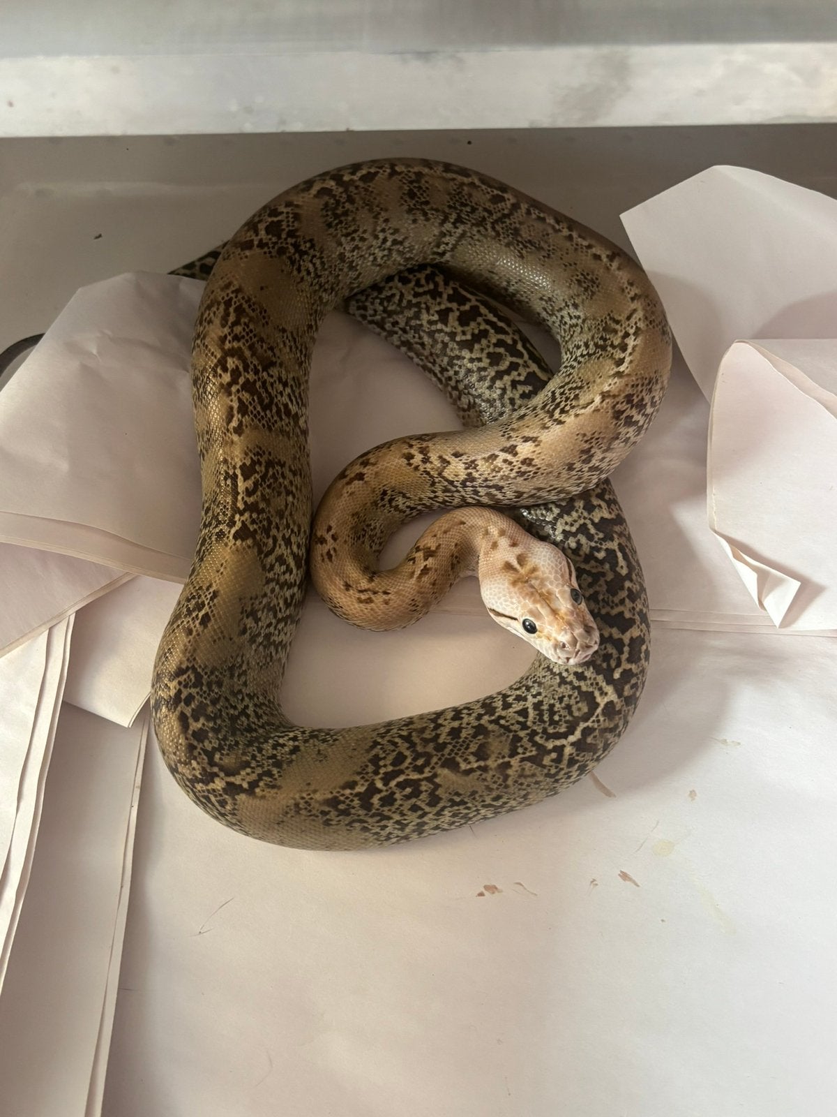 1.0 granite het green tijgerpython