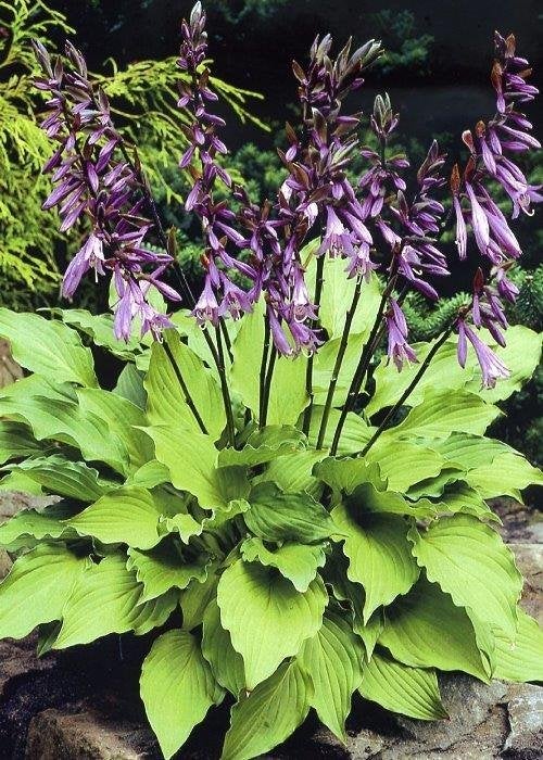 Hosta Ventricosa, Tuin en Terras, Planten | Tuinplanten, Ophalen, Vaste plant, Overige soorten