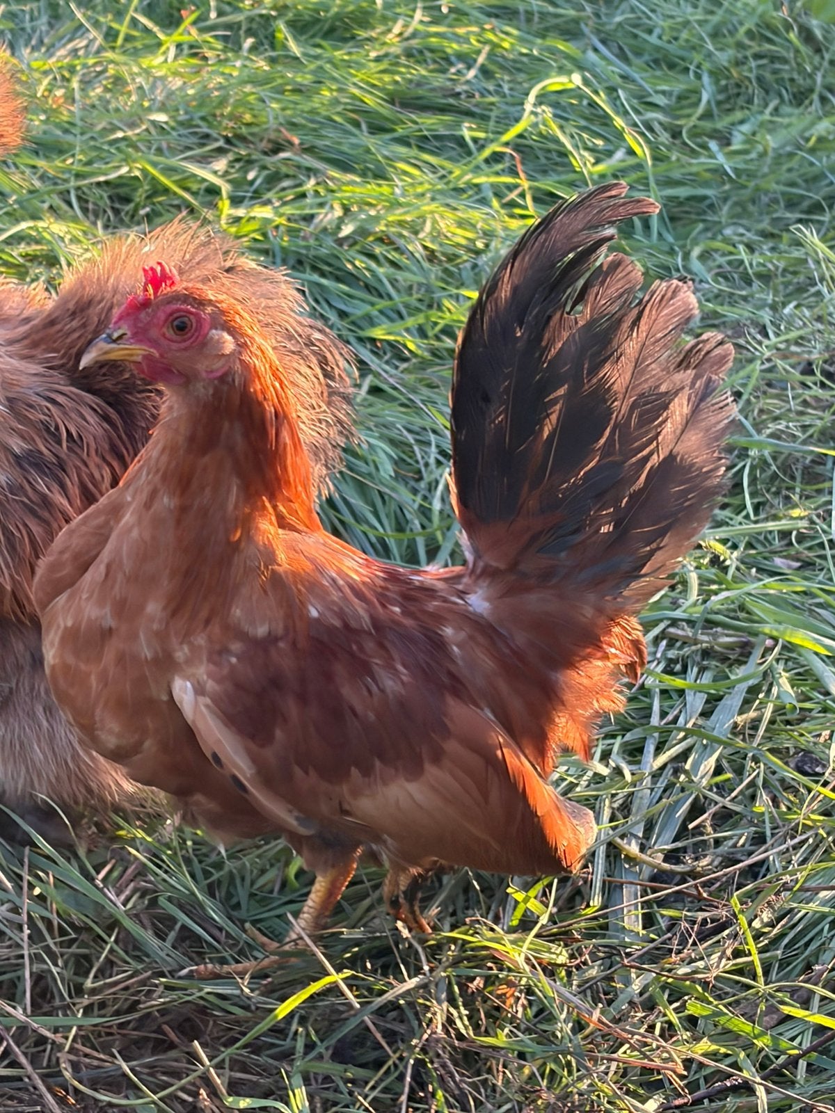 Chabo allerlei kleuren, Plusieurs animaux, Poule ou poulet