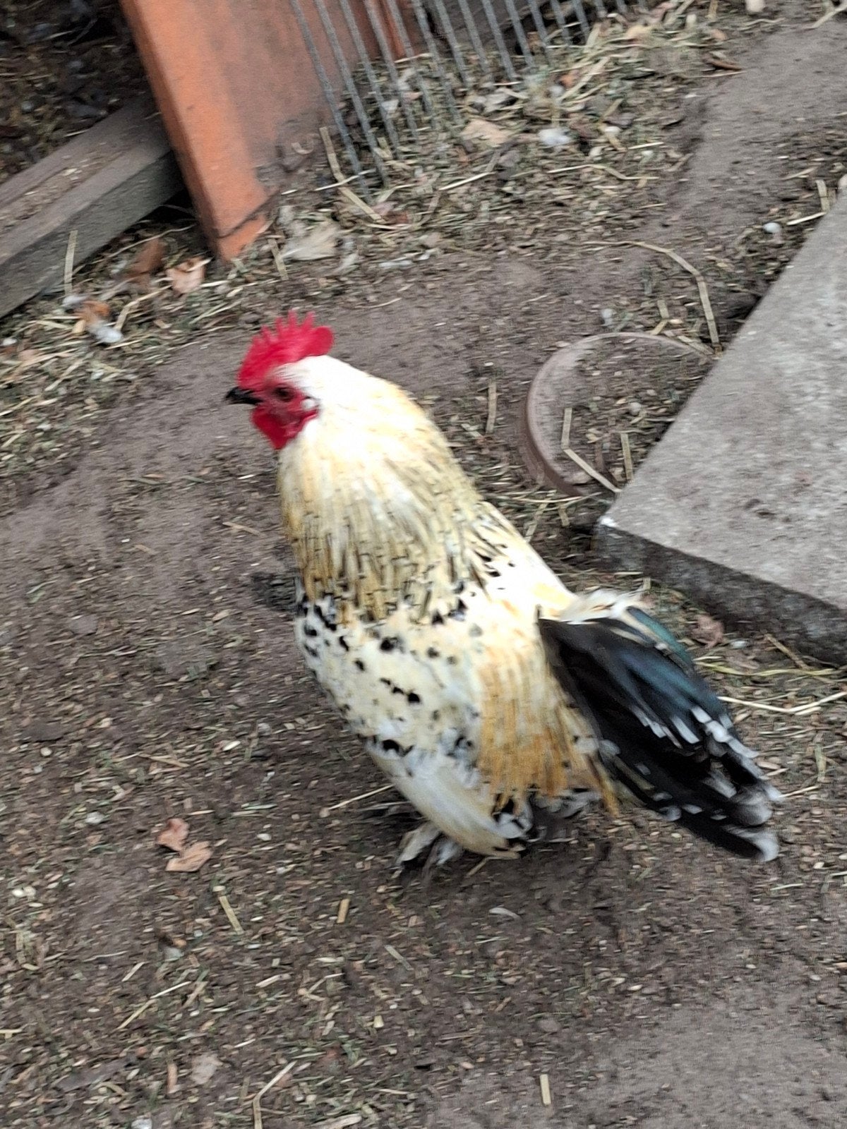 Nederlandse sabelpootkriel haan, Dieren en Toebehoren