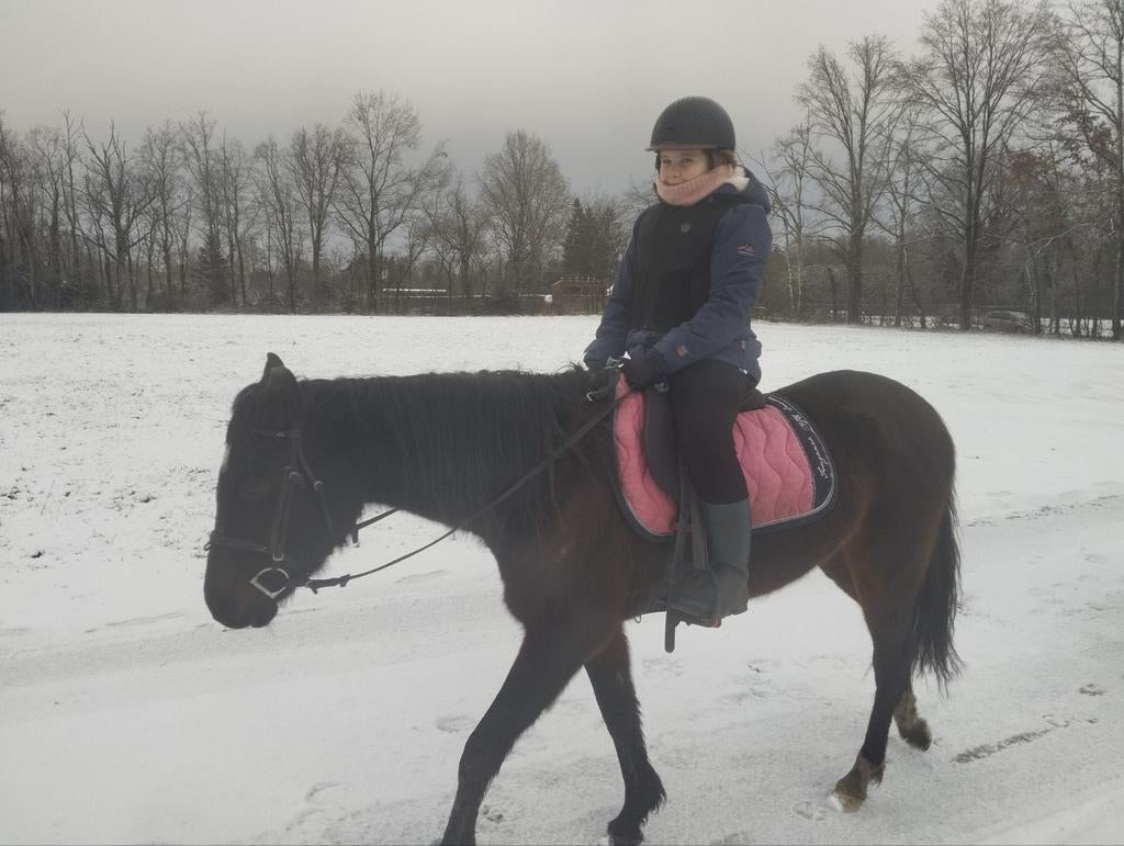 Recreatie, manegepony te koop, Dieren en Toebehoren, Ophalen