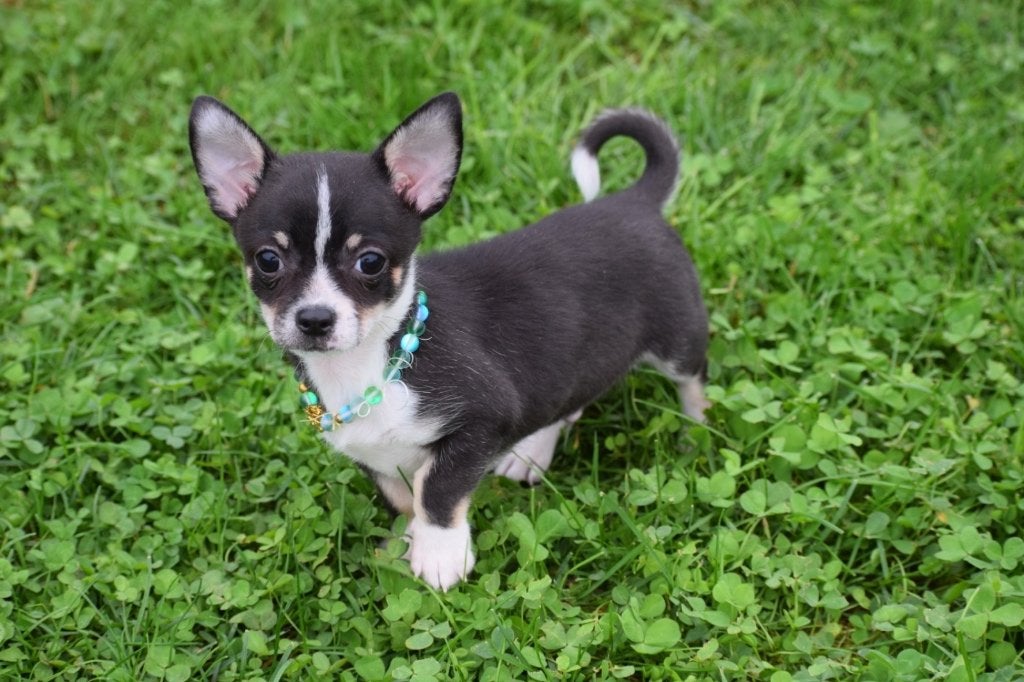 Chihuahua pups nieuwe nestjes, 15 weken tot 1 jaar, Buitenland, CDV (hondenziekte), Meerdere