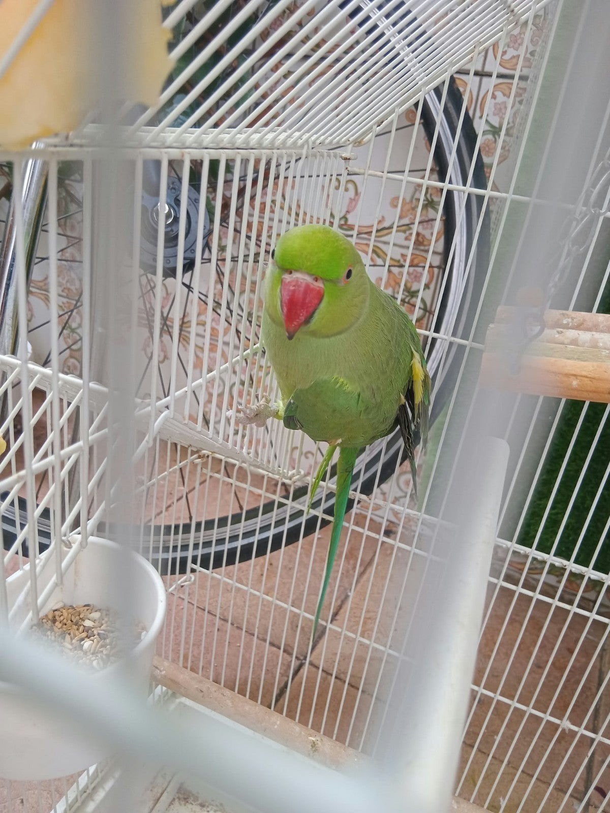 Parkiet, Dieren en Toebehoren, Vrouwelijk, Parkiet