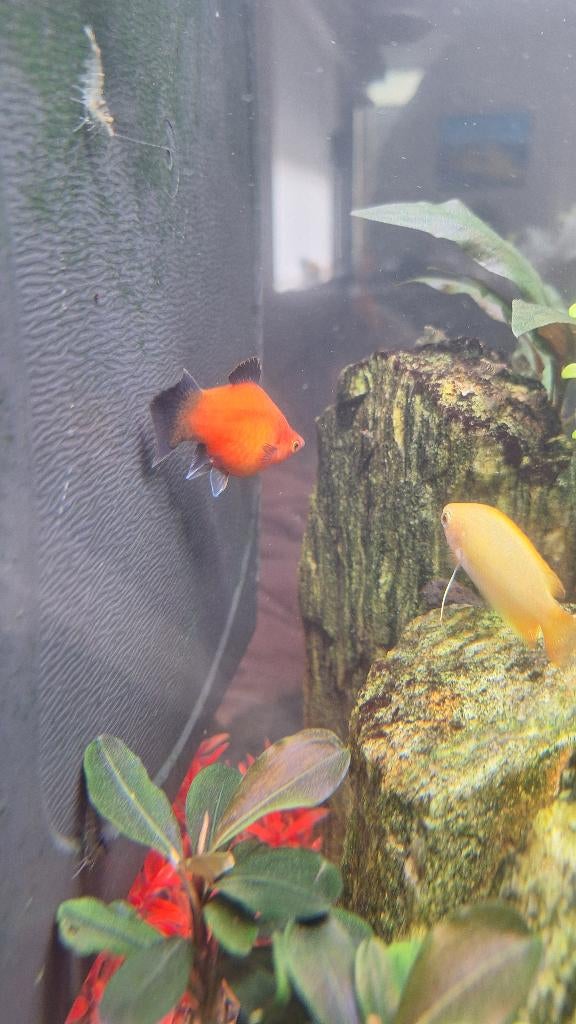 Platty, Dieren en Toebehoren