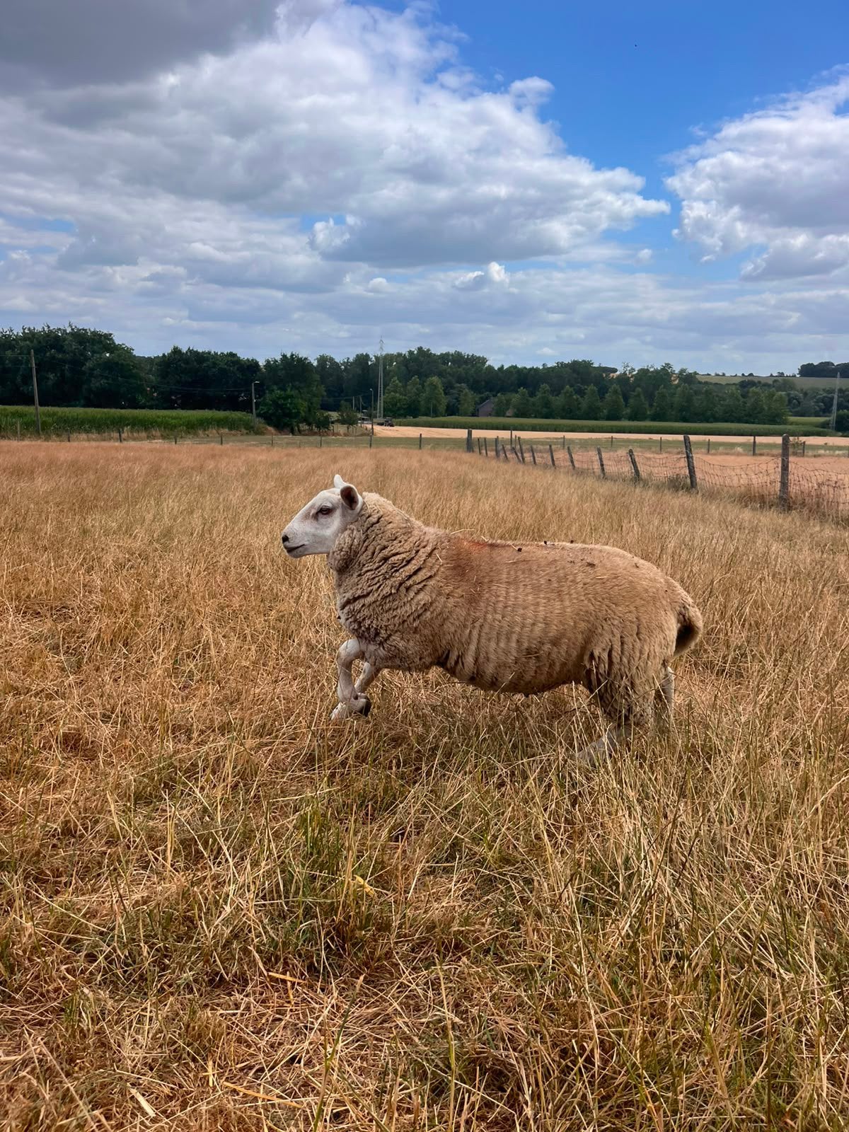 Lammeren te koop, Dieren en Toebehoren