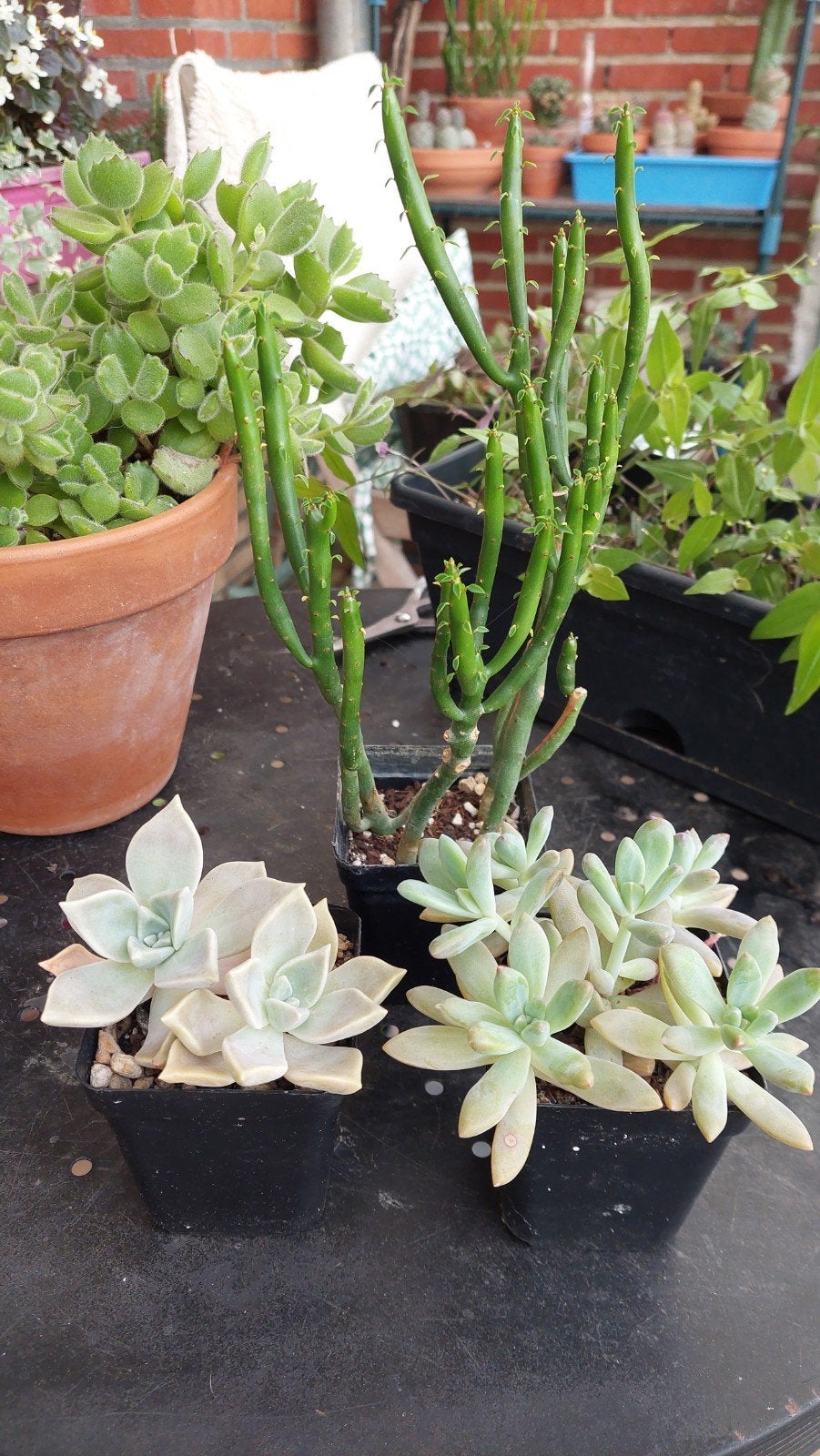 lot, Jardin & Terrasse, Enlèvement ou Envoi