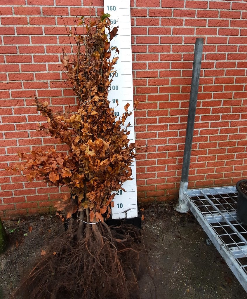 Beukenhagen blote wortel en in pot, Tuin en Terras, Ophalen, Beukenhaag, Haag, 100 tot 250 cm
