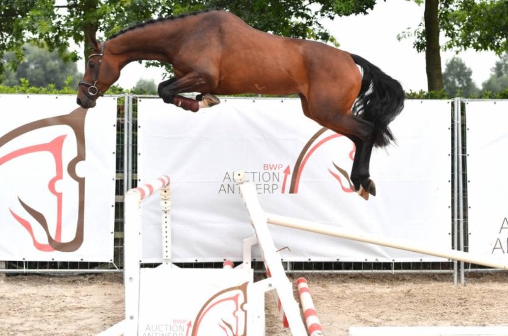 Douguy des Forets – drachtig van Ultra Flip de Muze, Merrie, Springpaard, Niet van toepassing, Met stamboom