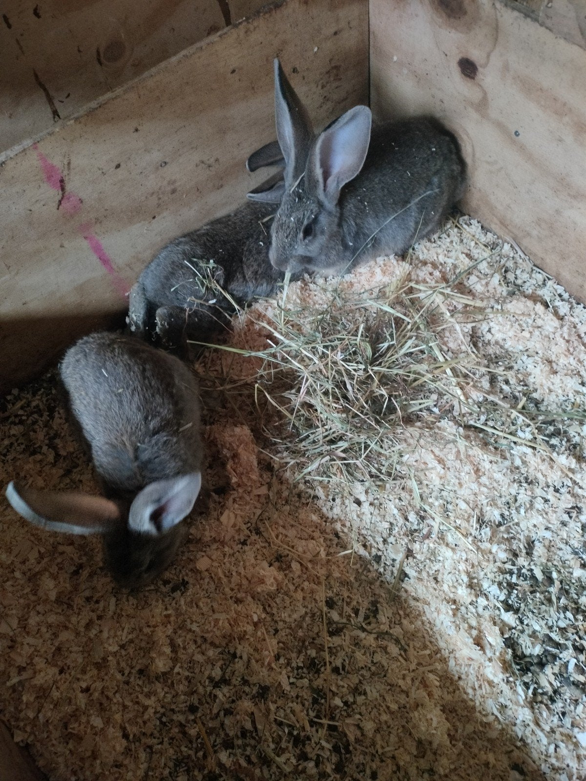 jonge Vlaamse reuzen, Dieren en Toebehoren, Konijnen